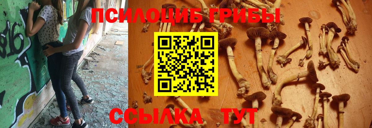Обнинск  Галлюциногенные грибы мицелий  Псилоцибиновые грибы Psilocybe  Вход с VPN 